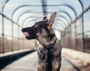 The 7 Best Pet Photographers in Orlando | Peerspace