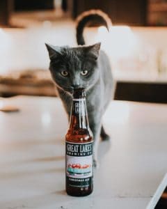 The 8 Best Pet Photographers in Cleveland | Peerspace