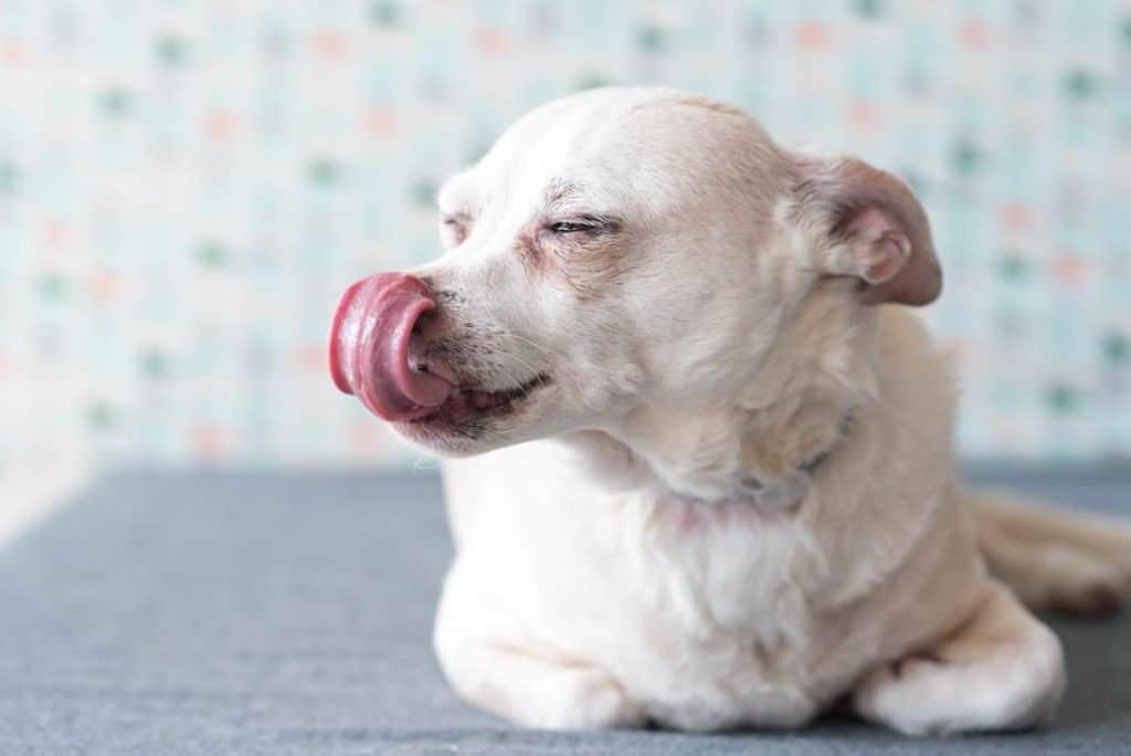 The 7 Best Pet Photographers in Columbus | Peerspace