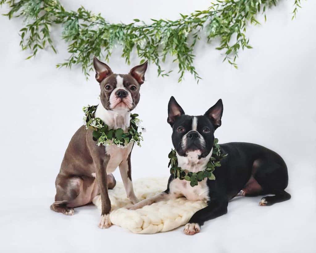 The 8 Best Pet Photographers in Indianapolis | Peerspace