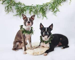 The 8 Best Pet Photographers in Indianapolis | Peerspace