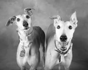The 8 Best Nashville Pet Photographers | Peerspace