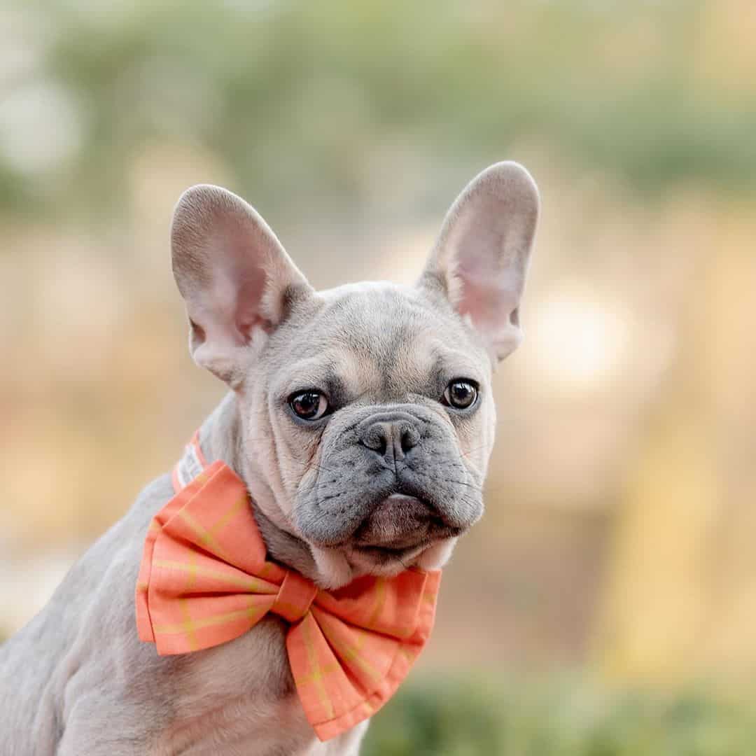 best pet photographers in newark