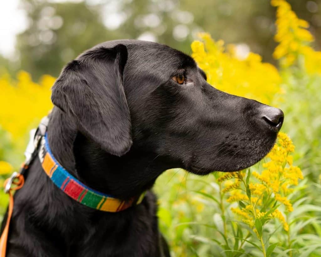 The 7 Best Pet Photographers in Raleigh | Peerspace