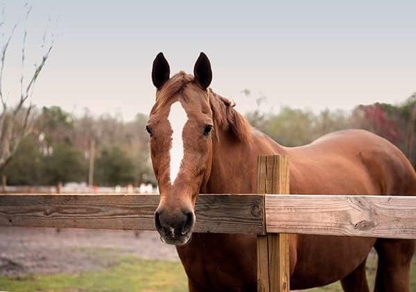 best pet photographers in tampa