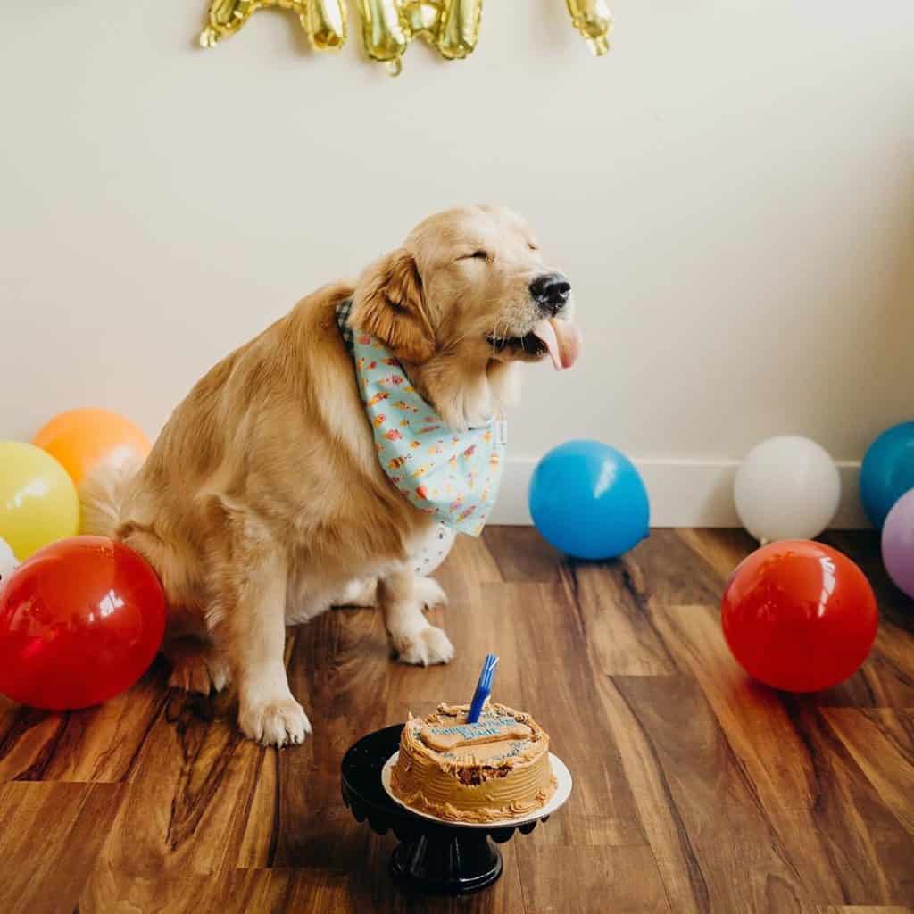 The 8 Best Pet Photographers in Philadelphia | Peerspace