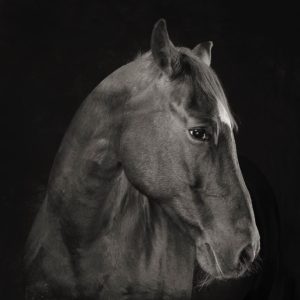 The 6 Best Pet Photographers in Phoenix | Peerspace