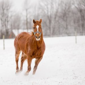 The 8 Best Pet Photographers in Pittsburgh | Peerspace