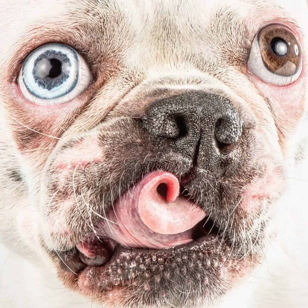 The 7 Best Pet Photographers in Portland | Peerspace