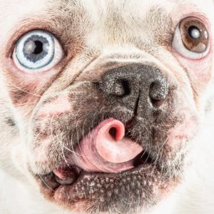 The 7 Best Pet Photographers in Portland | Peerspace