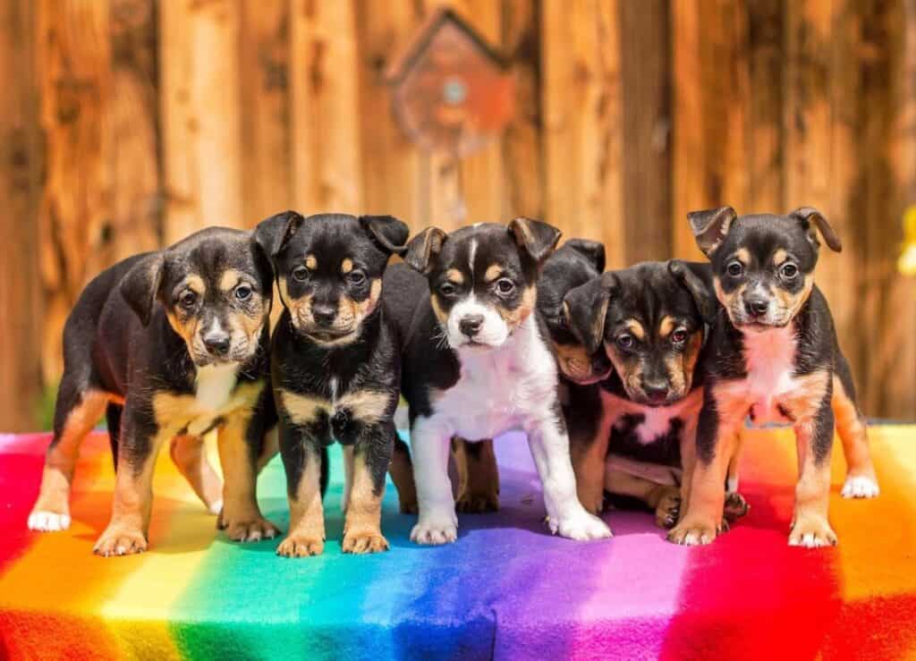 The 7 Best Pet Photographers in Reno | Peerspace