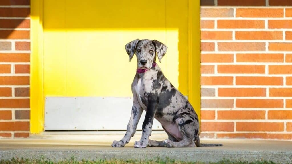 The 8 Best Pet Photographers in Richmond | Peerspace