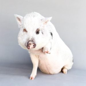 The 7 Best Pet Photographers in Riverside | Peerspace