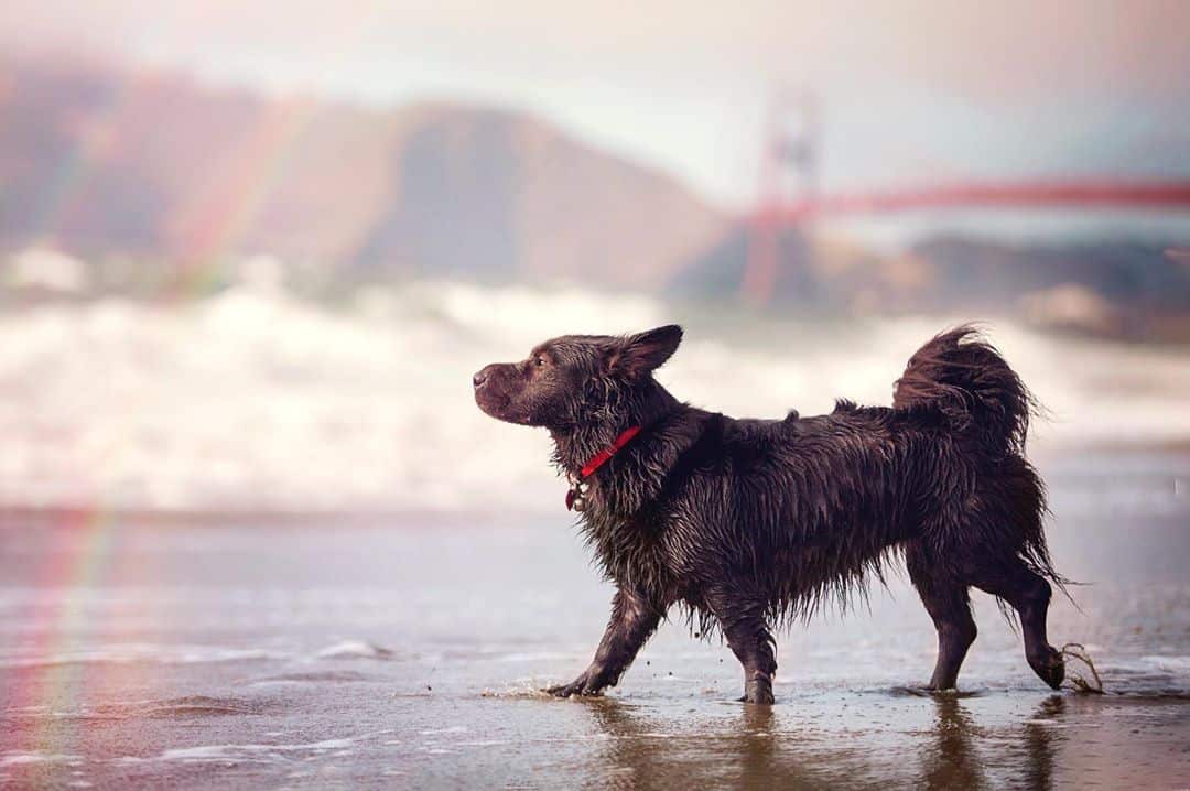 The 8 Best Pet Photographers in Sacramento | Peerspace