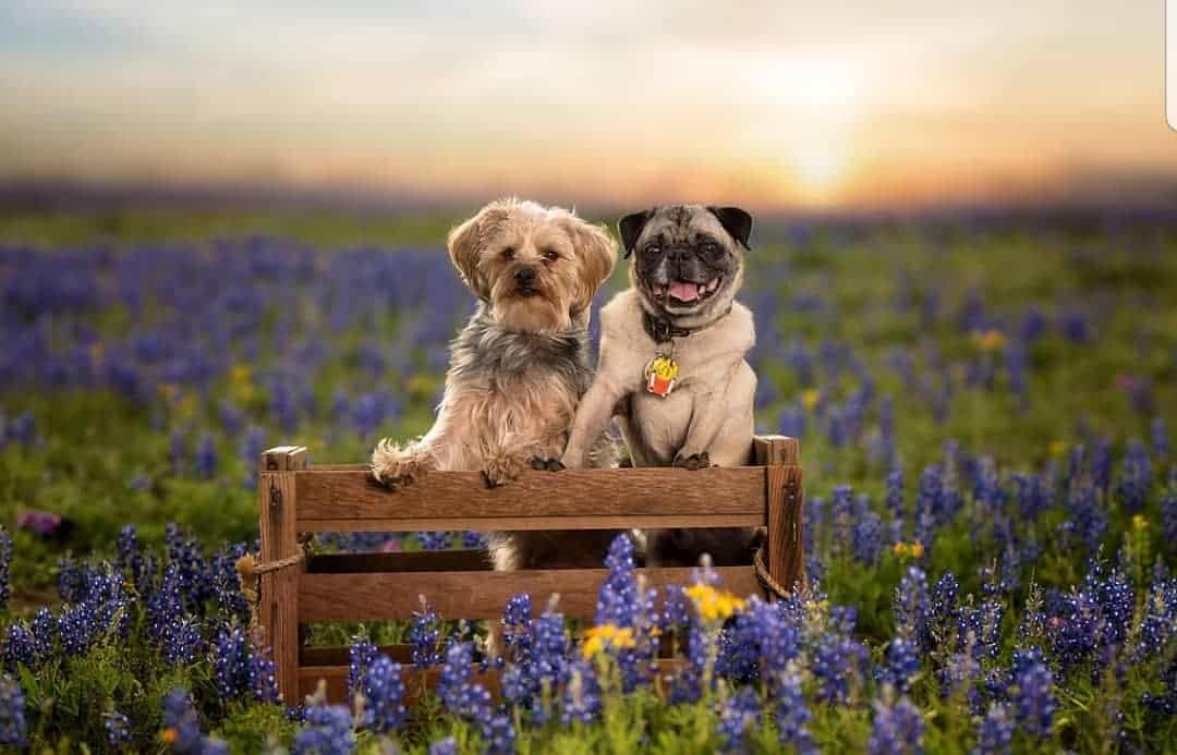 best san antonio pet photographers