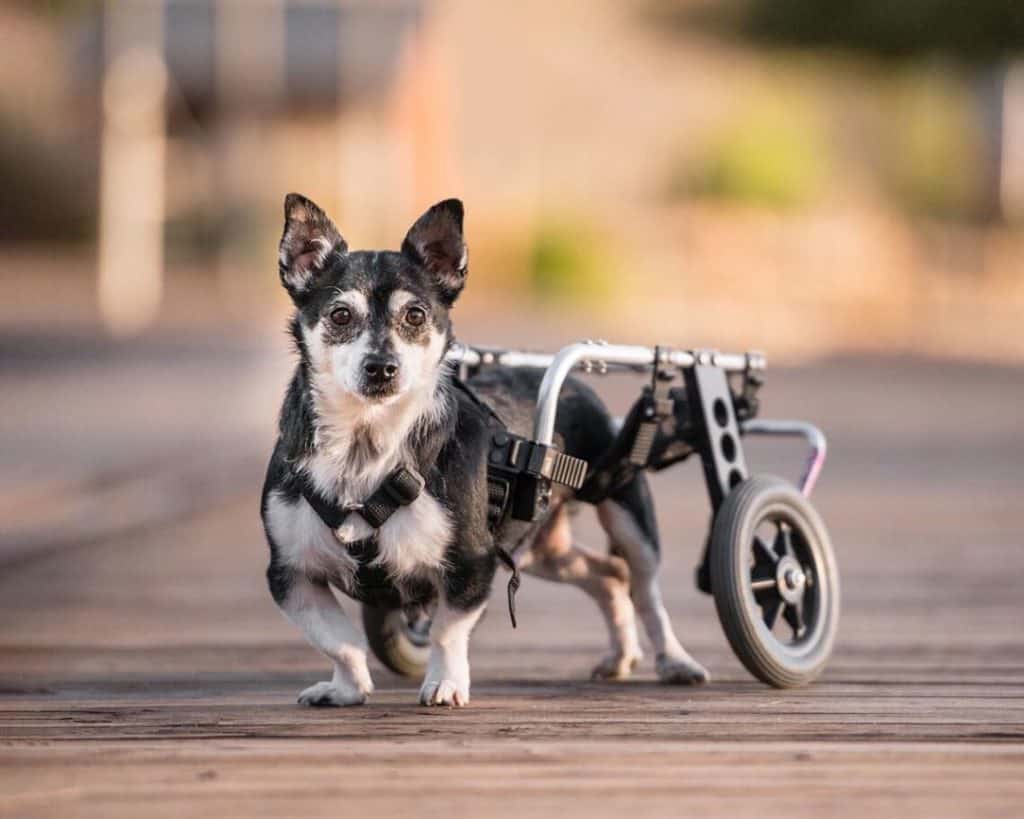 The 8 Best Pet Photographers in San Diego | Peerspace