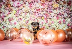 The 7 Best Pet Photographers in Salt Lake City | Peerspace