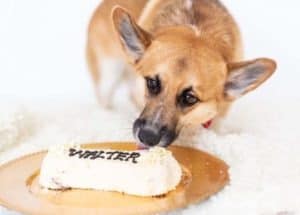The 8 Best Pet Photographers in St. Louis | Peerspace