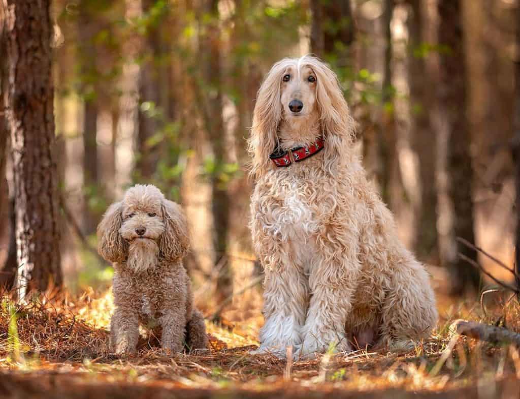 The 7 Best Pet Photographers in Virginia Beach | Peerspace