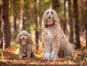 The 7 Best Pet Photographers in Virginia Beach | Peerspace