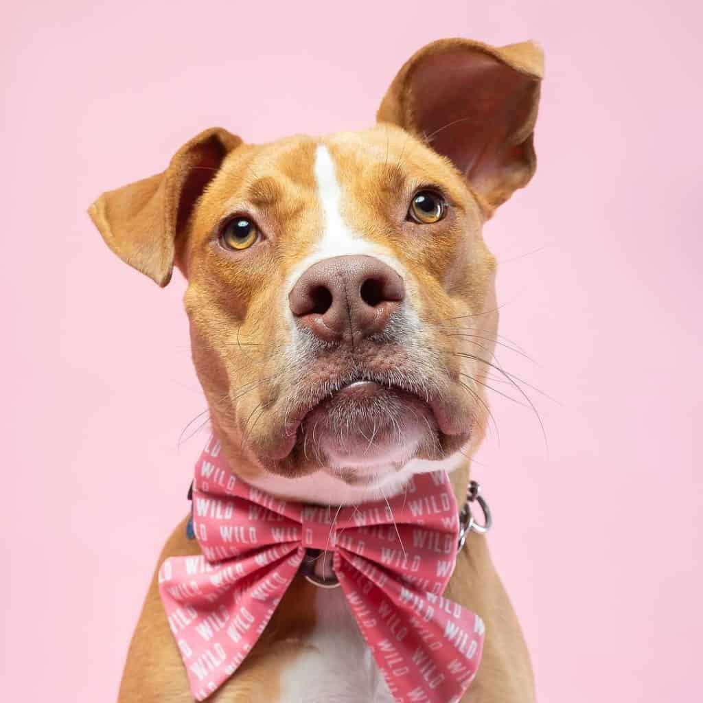 The 9 Best Pet Photographers in Washington, D.C. | Peerspace