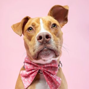 The 9 Best Pet Photographers in Washington, D.C. | Peerspace