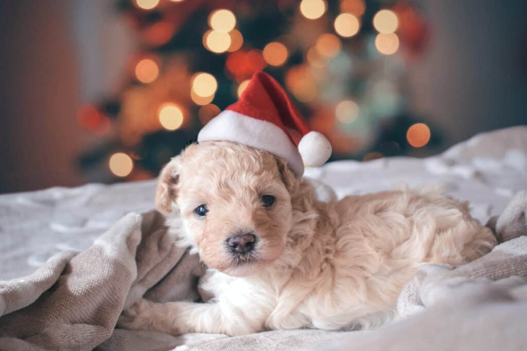 dog with christmas tree in background