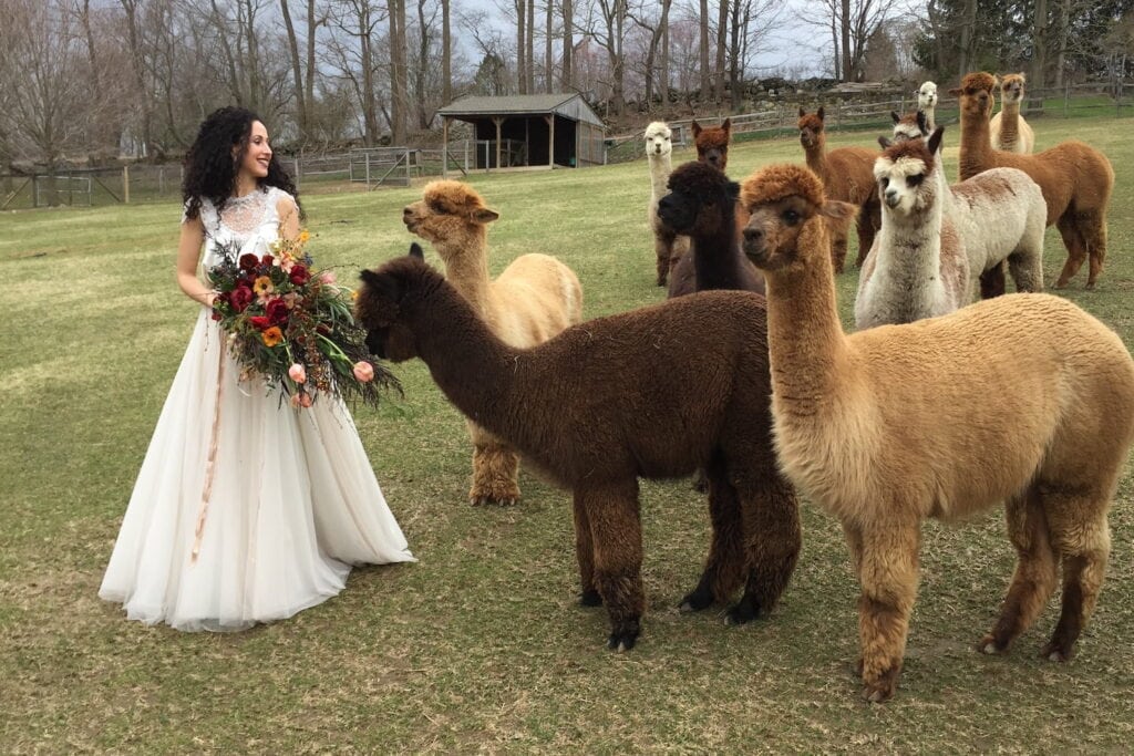 A bride in a romantic wedding gown holds a bouquet of gem-toned flowers in a field next to a curious group of alpacas