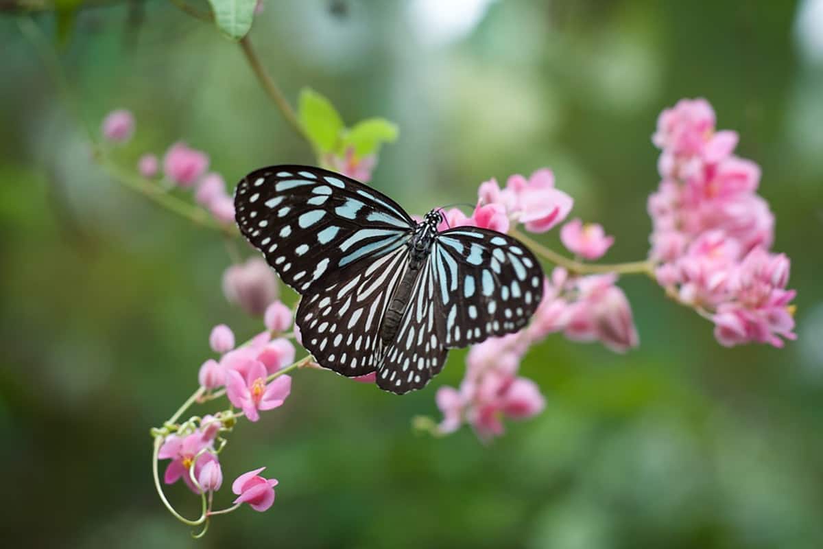 Guest Blog: DIY Butterfly Bouquet