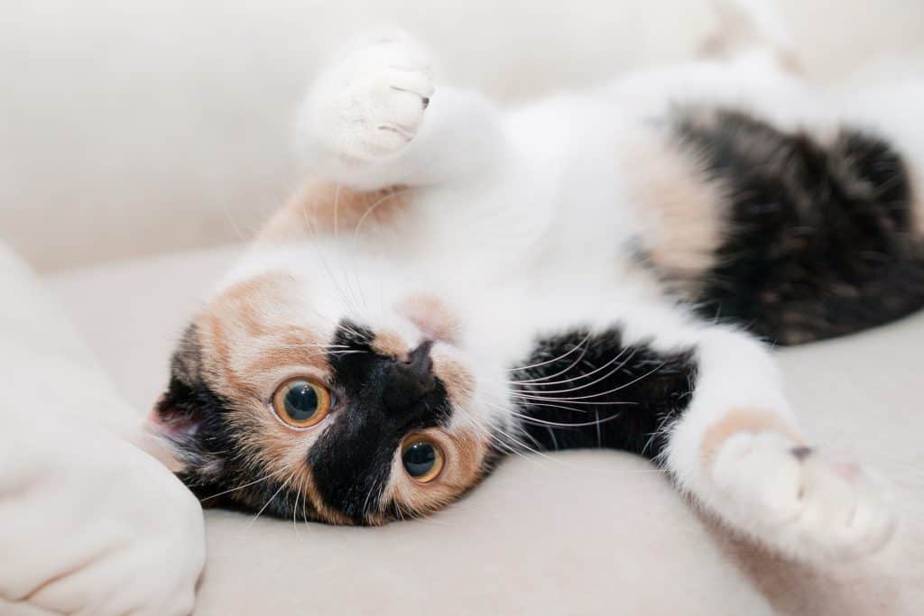 The 8 Best Pet Photographers in Detroit | Peerspace