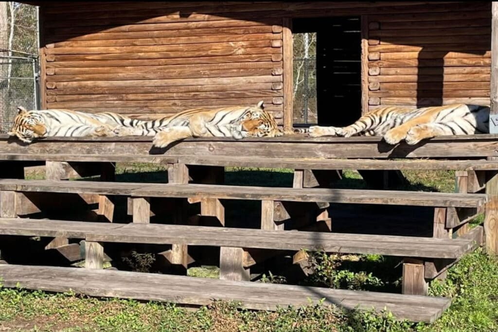 Tigers sun themselves on a porch at a ranch