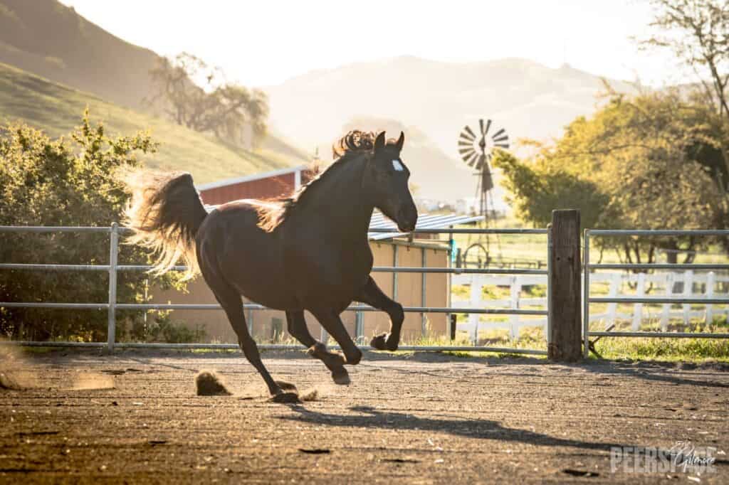 Horse Ranch, Huge Covered Deck, Lodge