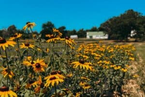 17 Unique Sunflower Wedding Ideas For The Big Day | Peerspace