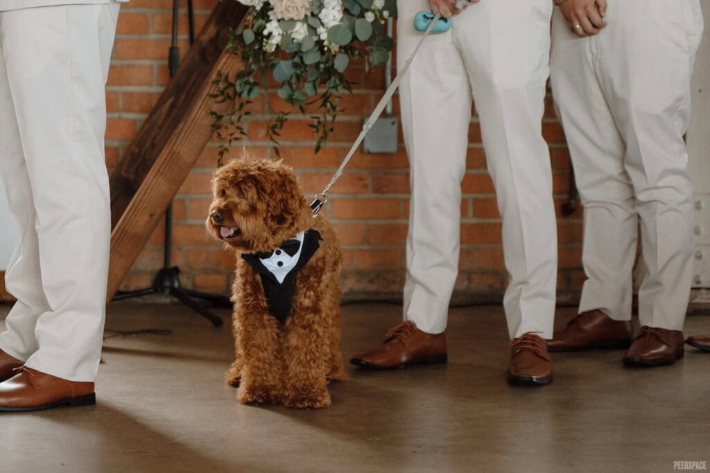 A four-legged friend dons a tux and stands at the feet of groomsmen during a wedding ceremony