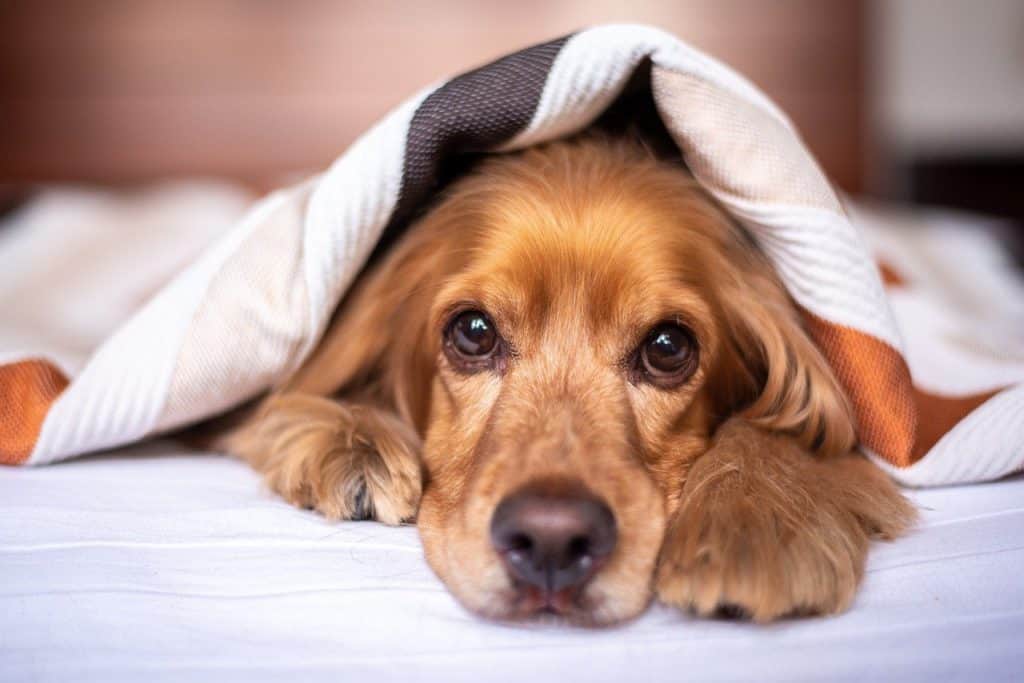 english cocker spaniel dog