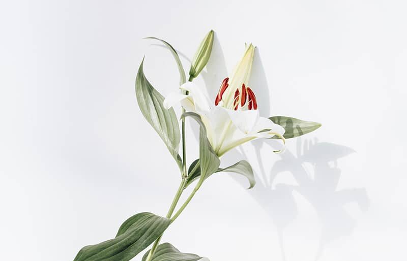 flower photography