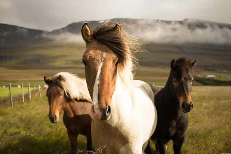 horses horse photography