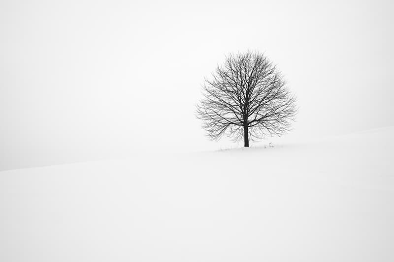 tree in snow