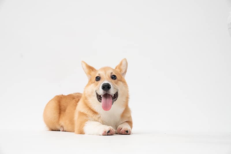 dog photography