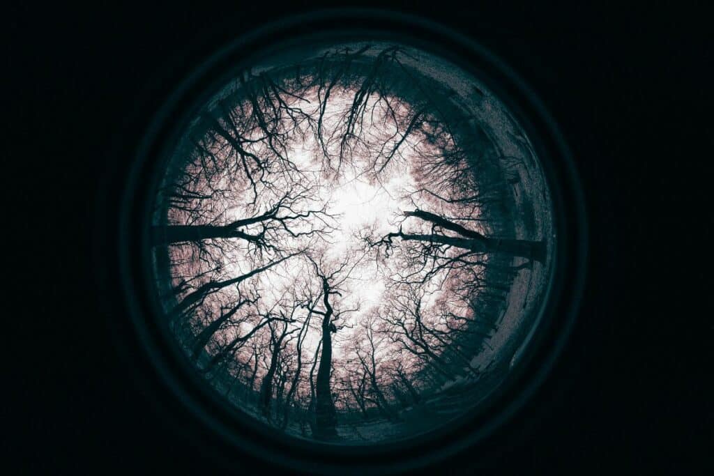 fisheye lens from bottom of forest