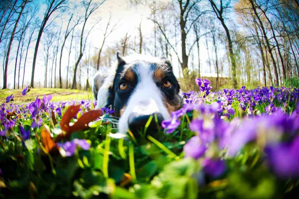 dog in field of flowers