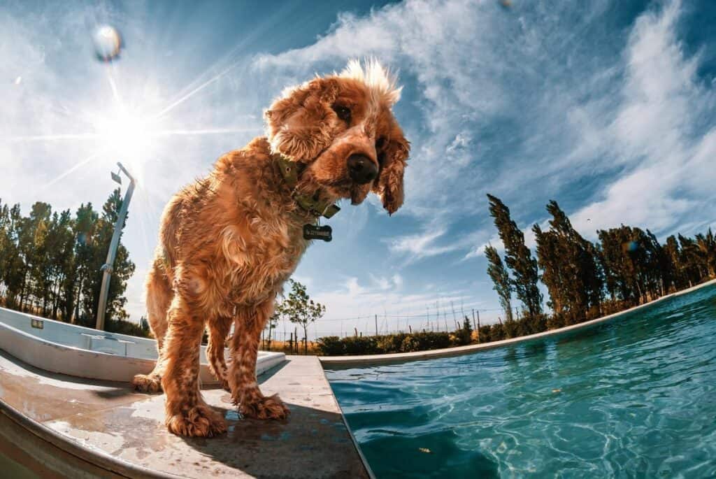 a poolside dog through fisheye lens