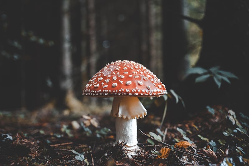 a mushroom with white spots sitting in the forest