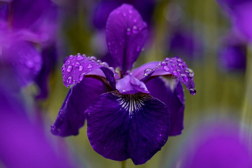 iris 25th anniversary party flower