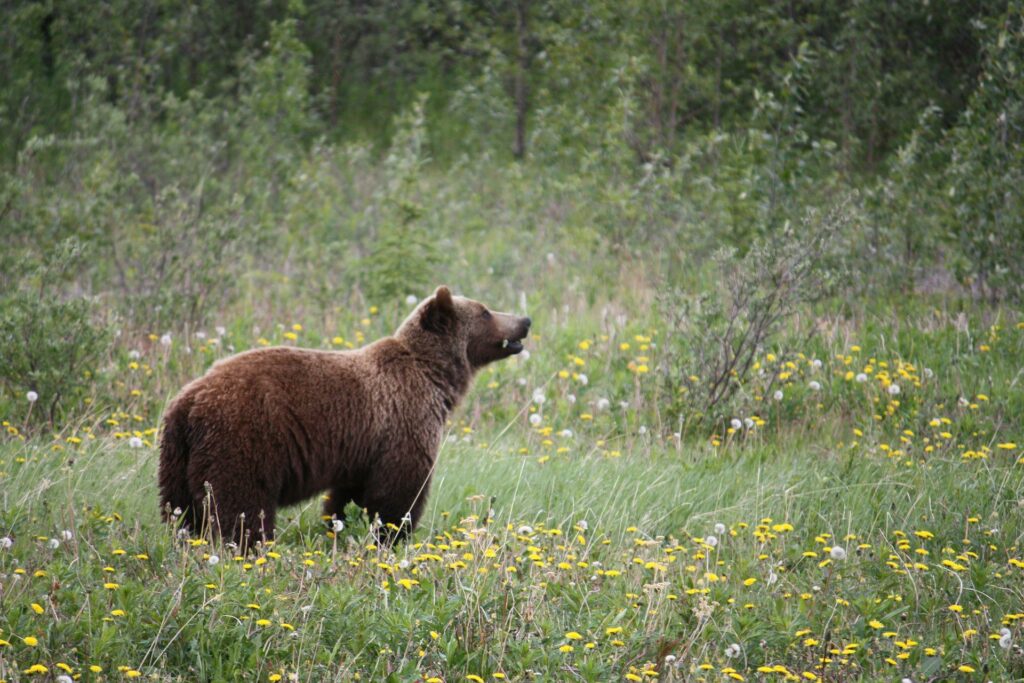 grizzly bear standing in field