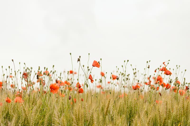 flower photography