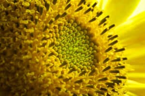 Micro Photography: What To Know & How To Nail It (2025) | Peerspace