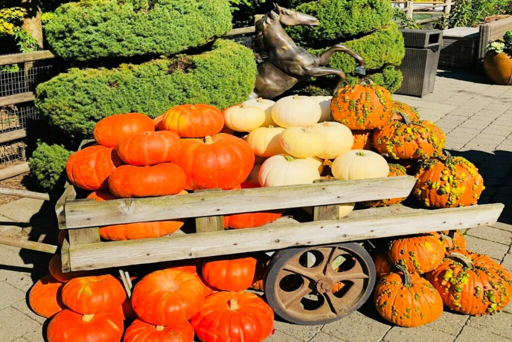 a pile of pumpkins at a farm