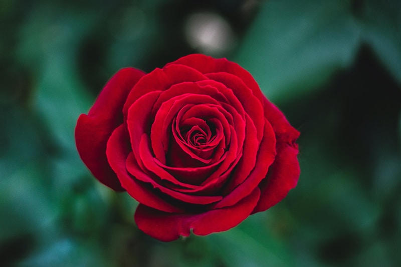 red rose photography