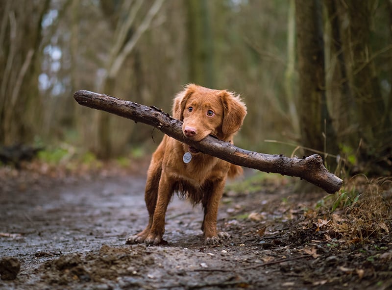 dog photography